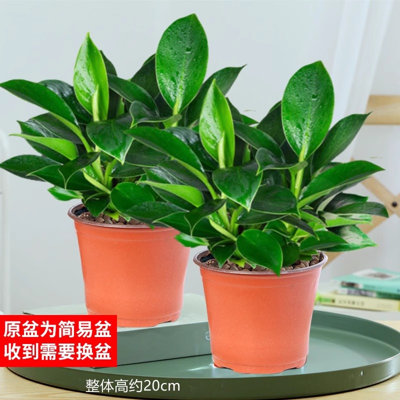 25-30cm 황금 다이아몬드 3개 + 오리지널 흙 화분 + 영양액 [화분 2개 특별 제공]