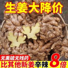 小黄姜生姜农土老姜新整箱批发10/5/3/1斤新鲜蔬菜一件批发厂家