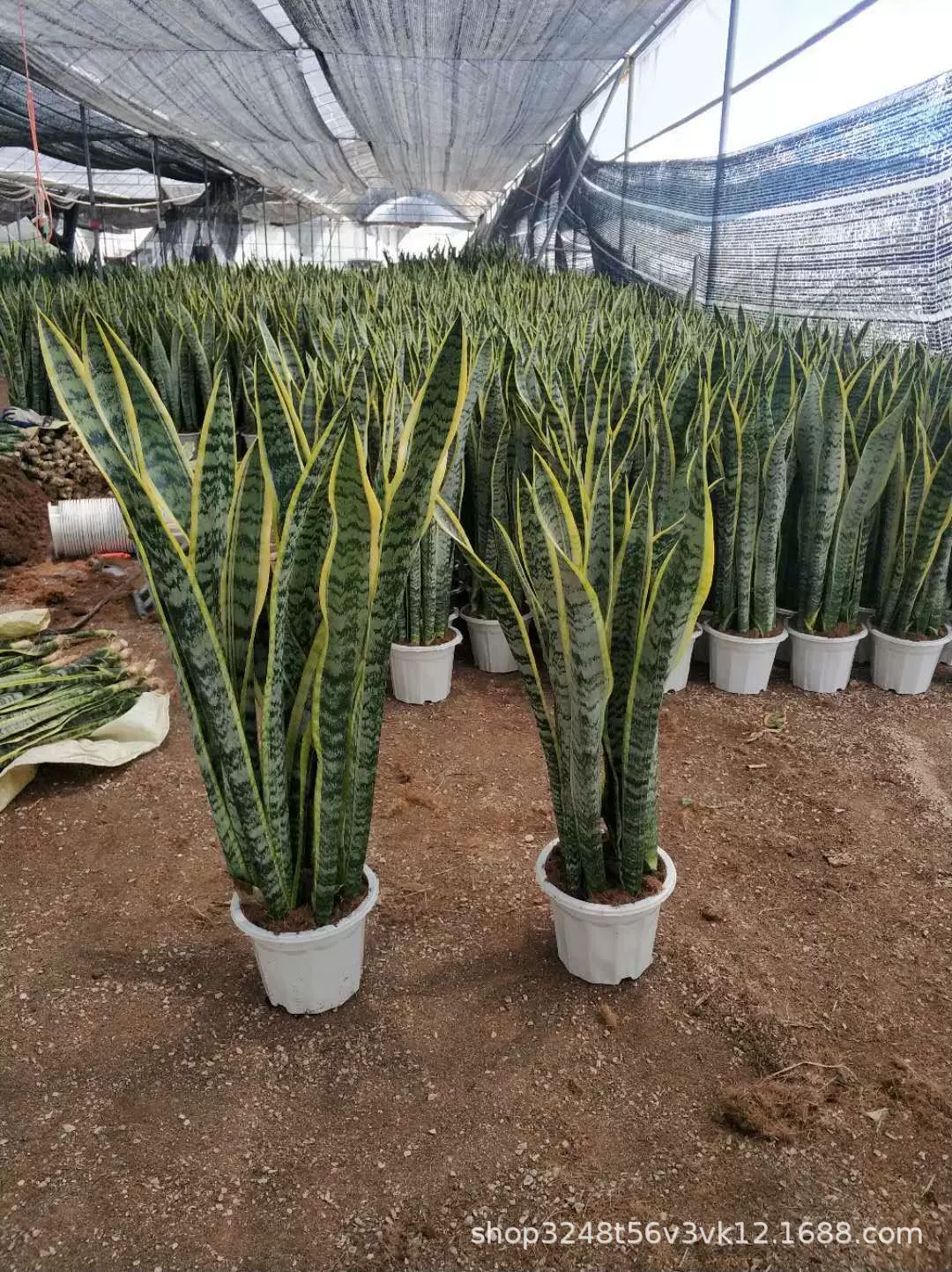 基地直销虎皮兰花卉室内盆栽好养金边银脉客厅大型落地绿植虎尾