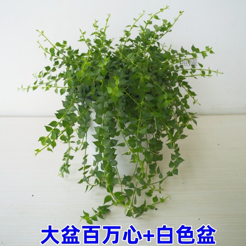 밀리언 하트(큰 대야) + 흰색 대야