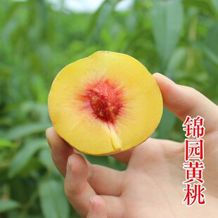 ���\�@�S�ҡ���Ʒ�N7������ʡ�r��Ժ�\Ԫ�Sõ����P�\�A�S�Ҙ���