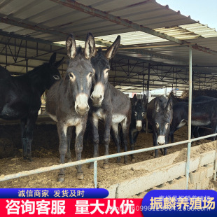 ����ĸ�H�r�� С�H�� �r���m���B�ķN���H �������H�r��