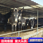 怀孕母驴价格 小驴苗 农村适合养哪种肉驴 育肥肉驴价格