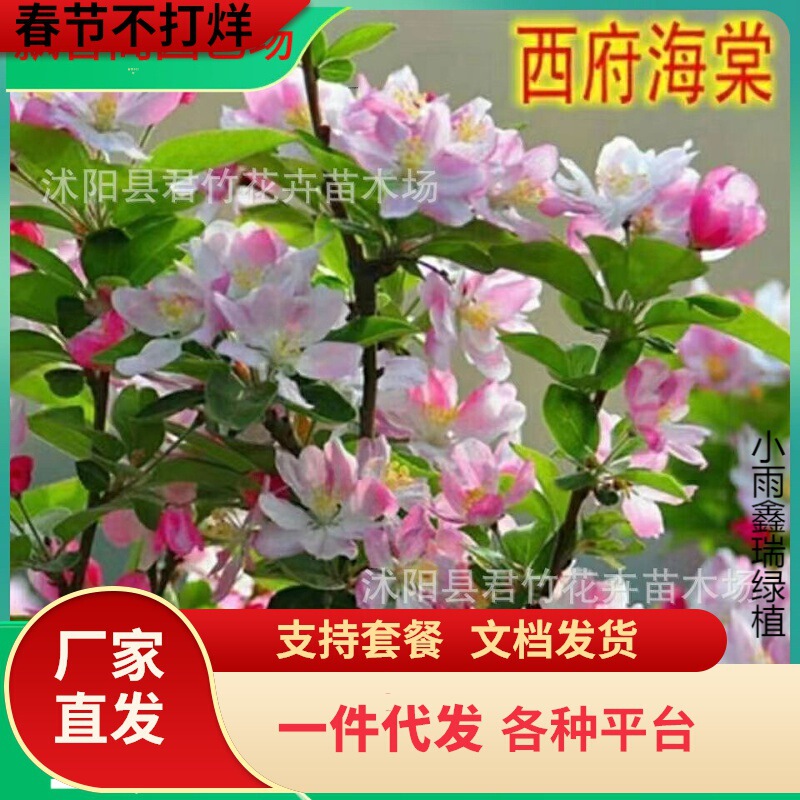 Dropshipping Courtyard Xifuping Crabapple Seedlings, Hanging Silk Crabapple Courtyard Planting Seedlings, Crabapple Flower Saplings, and Trees Dropshipping Courtyard Xifuping Crabapple Seedlings, Hanging Silk Crabapple Courtyard Planting Seedlings, Crabapple Flower Saplings, and Trees
