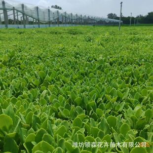 �ˌ�����������͟��ͺ������̨ͥԺ���ܾGֲ�ͺ��޸����ˌ�����