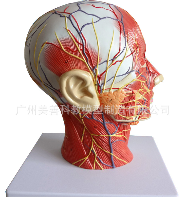 头部矢状断层解剖 头颈部解剖 耳鼻喉科模型 大脑模型头浅表模型-阿里巴巴