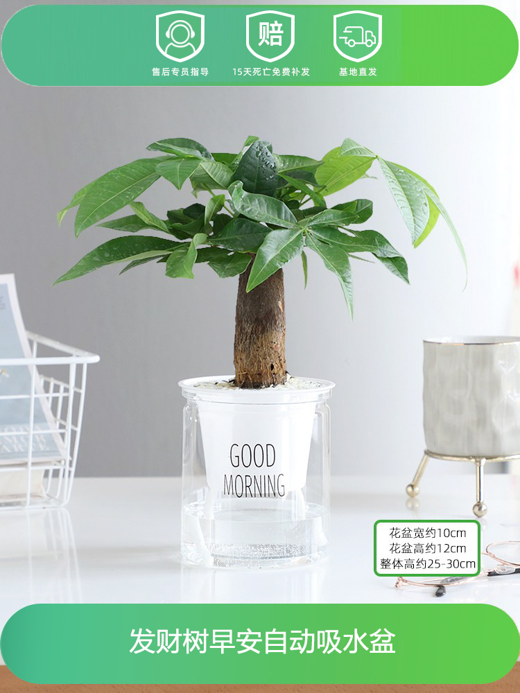 머니트리(굿모닝 냄비) + 영양액