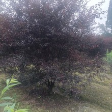 贵州榆叶梅基地榆叶梅苗圃榆叶梅批发榆叶梅苗商榆叶梅销售榆叶梅