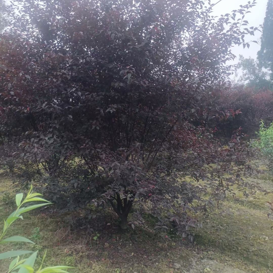 贵州榆叶梅基地榆叶梅苗圃榆叶梅批发榆叶梅苗商榆叶梅销售榆叶梅