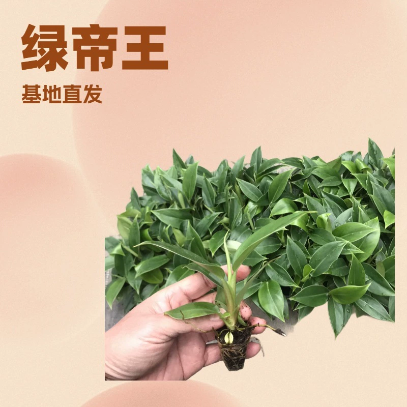 Производитель специализируется на поставке листовых растений для офиса и дома, зеленых растений, таких как «Зеленый император», растений в горшках, источников цветов и зелени, рассады оптом.