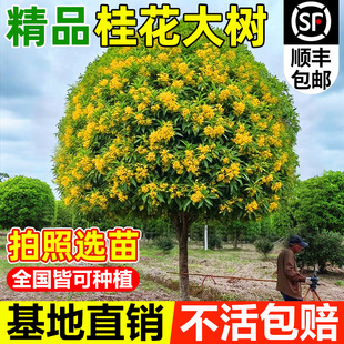 �𻨘�����¹��𵤹��ļ������Դ���ļ�����ͥԺ�e������