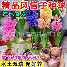 风信子种球水培花卉带芽大球好养活阳台室内外盆栽植物郁金香土培