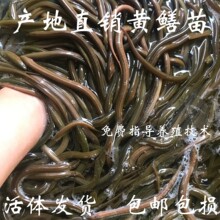 批发黄鳝苗 淡水养殖长鱼苗 鳝苗
