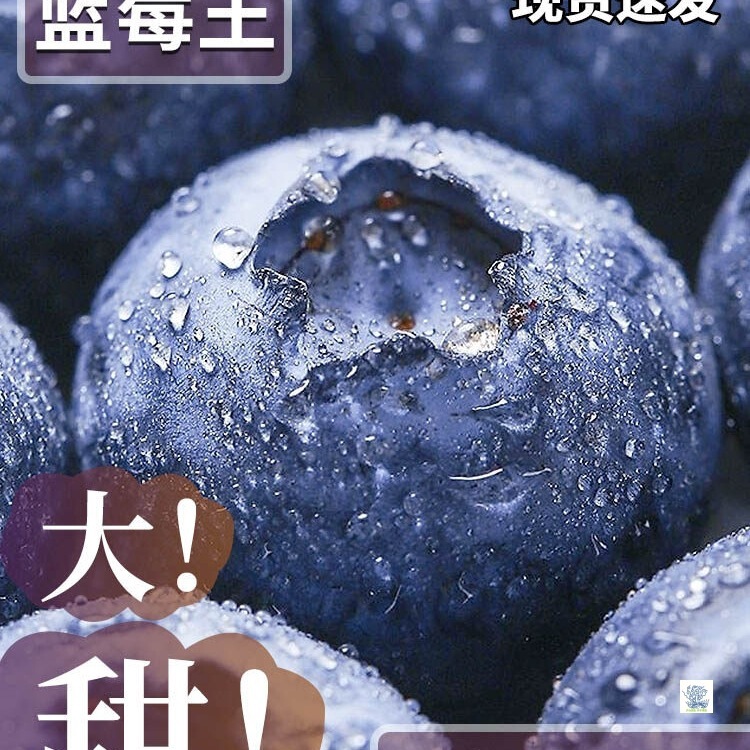 Yunnan Blueberries Fresh Fruit Premium Seasonal High-Quality Fruit from the Mountains L25 Floral Scent Suitable for Pregnant Women Whole Box Free Shipping Yunnan Blueberries Fresh Fruit Premium Seasonal High-Quality Fruit from the Mountains L25 Floral Scent Suitable for Pregnant Women Whole Box Free Shipping