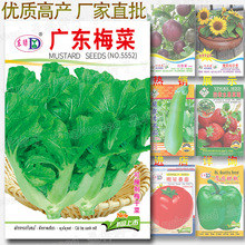 广东梅菜种子 约1500粒 可腌制梅干菜干冬菜霉干菜咸干菜惠州贡菜