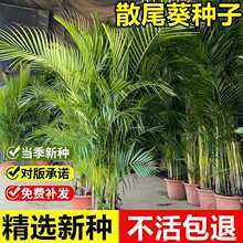 �����²�ɢβ���N���SҬ���Pβ���Ͽ�ϲ��ů������ľС��ľ��N��