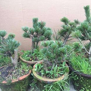 ��Ʒ�ձ�������С������辰�͏d�����Ͷ�ᘼ޽����ͺ��ɘ����