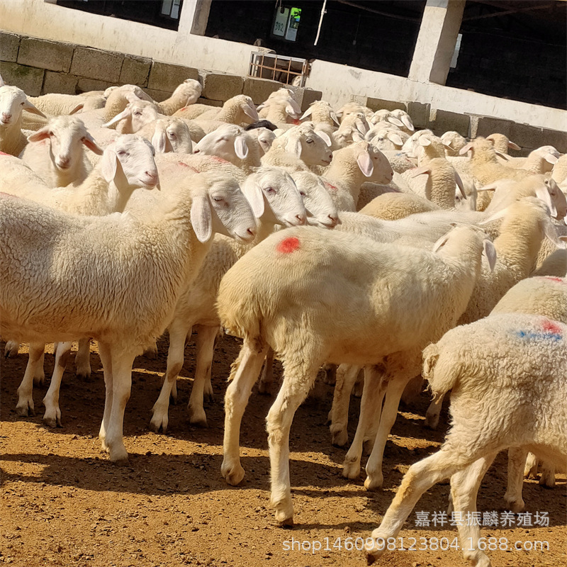 Live Small-Tailed Cold Lamb Hu Sheep Breeding Female Sheep Live Seedlings Duhan Adult Hybrid Lamb Live Seedling Breeding