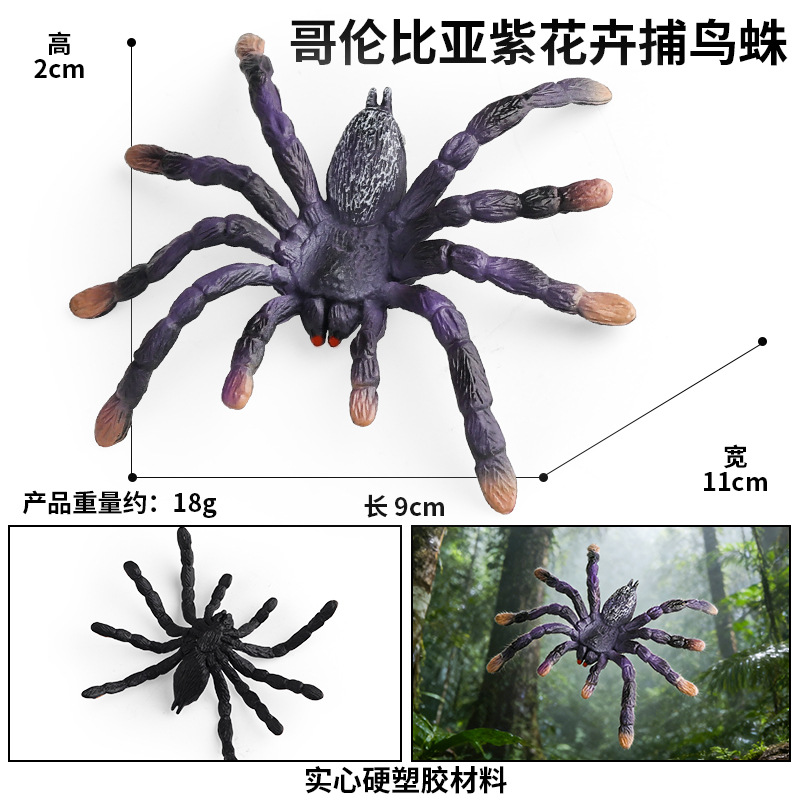 LZ Columbia flor púrpura captura de aves araña