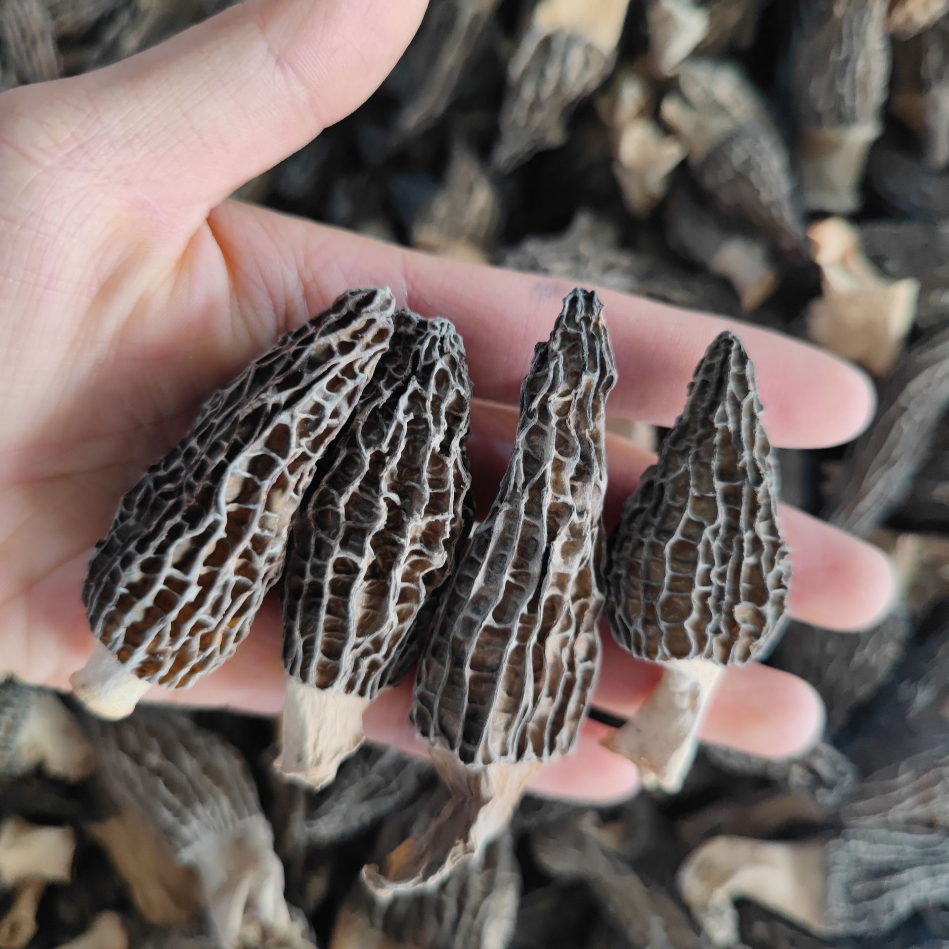 1a2e4e1fb7975fa634c8f93031ff6d