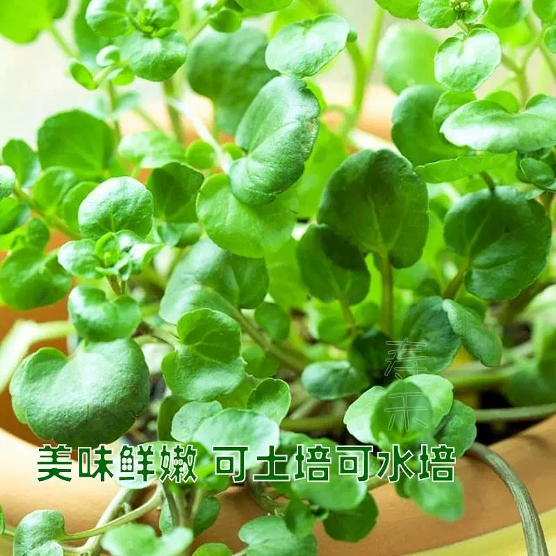 Семена водного салата, семена четырехсезонных овощей, семена водного горца, семена овощей в горшках, семена мелких зеленых овощей