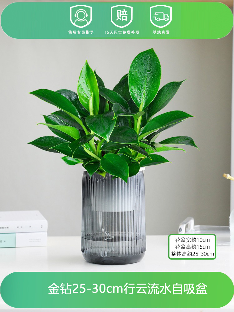 [핫한 신제품] 골든다이아몬드 25-30CM + 흐르는 물통 + 영양액