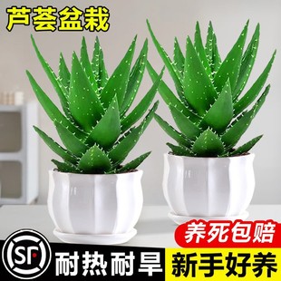 �J�C���Դ����҃ȃ����՚�Gֲ�k�������ƶ���ֲ���ļ����B���