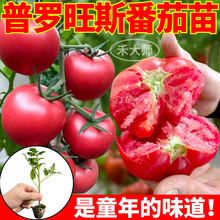 �۹���Ʒ�N���_��˹�������ļ����Ԏ���������ɳȿ�ڸ����t���N��