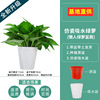 180 Green Loostel Popular Flower Wholesale Hydroponic Green Ruluo indoor green plants small green pupa removed formaldehyde small potted plants