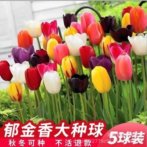 郁金香种球种子土培水培套餐冬季室内耐寒水养盆栽球根花卉风信子