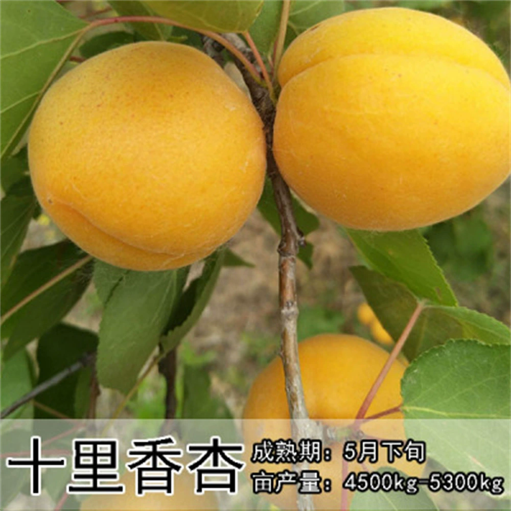 Рассада абрикосового дерева Лаошань Гуань Гонг Лицо Рассада абрикоса в горшке Большой двор Наземная посадка Морозостойкий Юг и Север Посадка Итоги года