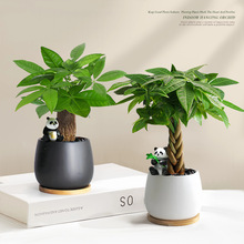 �lؔ��С����2025�¿��k���ҾGֲ������ؔ�[�����˺��B��ֲ���ļ�