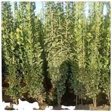 大量供應北海道黃楊樹苗 綠籬用1.5米1.8米2米黃楊價格護坡綠化