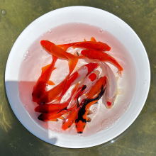 2P80��ˮ�~С���~�׺��B�ͻ������J���~����~��t�ݽ��\�����~�^