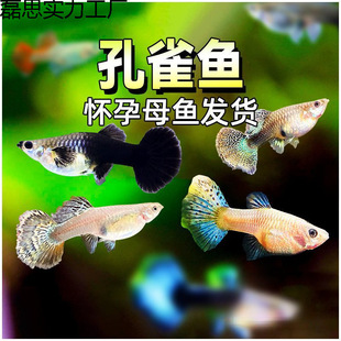 ��ȸ�~����ĸ�R�a�^�p�~���С�͟Ꭷ��ˮ���B��̥���Pβ��ֳ����