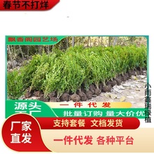 һ�����lС�~�����S����窚�U�S�����͘��·ͥԺ�G����ľ�ͺ�ֲ