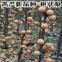 南方北方种植秋月果苗