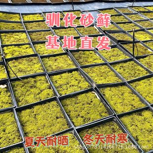 Domesticated Sand Moss Outdoor Sun-Resistant Moss Courtyard Paving Garden Landscaping Sun-Resistant Moss Landscape Real Moss