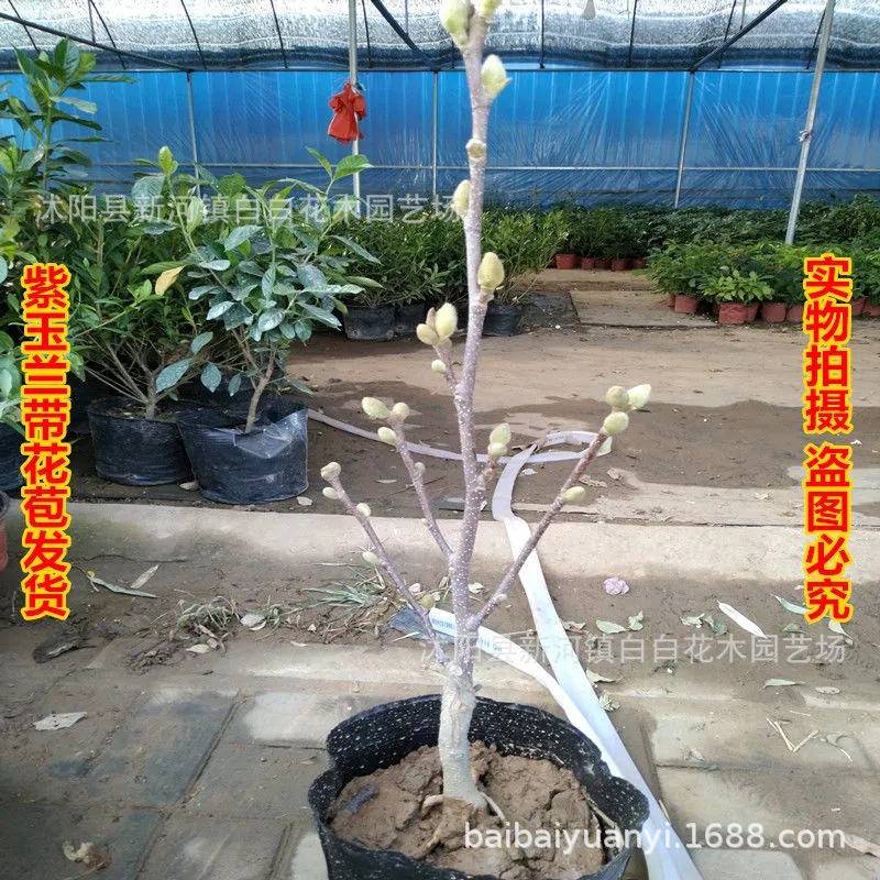 盆栽矮化嫁接玉兰苗紫玉兰花树苗红白黄玉兰南北方种耐寒花卉植物