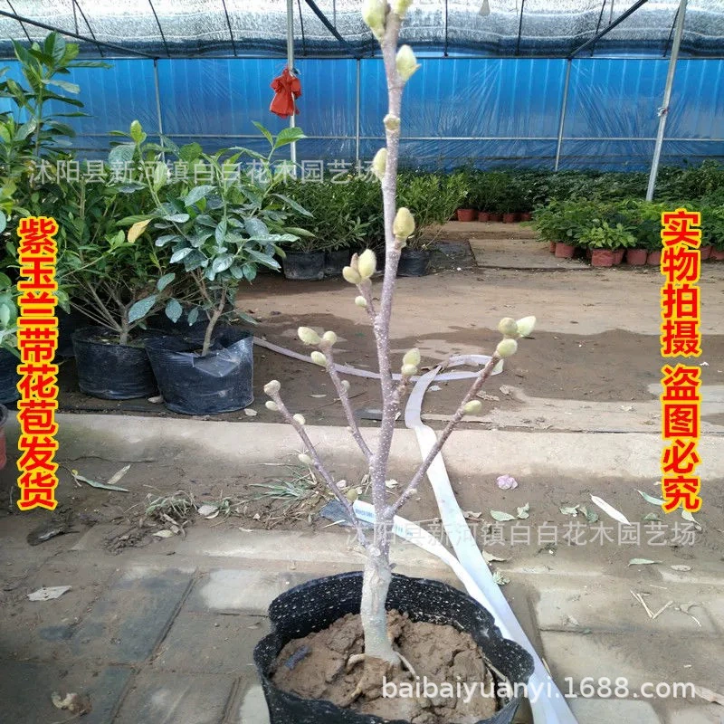 Карликовая прививка в горшке Магнолия Рассада Магнолия Япония Рассада Красно-белая Магнолия Япония Холодостойкие Цветочные растения с юга и Севера