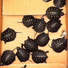 高级星点水龟深水龟满星纯种可孵化乌龟蛋