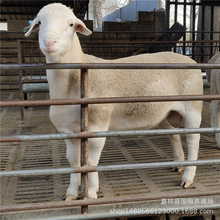 �Ų��d����w ���ް׾d�� ���ް�������ô�� �N����ް���������