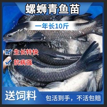 大品种优质螺蛳青鱼苗黑皖鱼草鱼苗花鲢鲢鱼养殖活体鱼苗包活