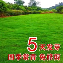 矮生草坪种子高羊茅免修剪四季青绿化草皮草籽庭院别墅护坡草种子