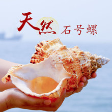 3WKF天然石号螺金口蛙螺壳超大海螺号角可吹贝壳摆件工艺品鱼