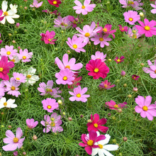 l˹շNͥԺ̨׳ɻѸɣܷNļN_