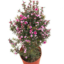 松紅梅盆栽花苗 三色梅植物室內綠化 澳洲梅花一樹多色花卉植物