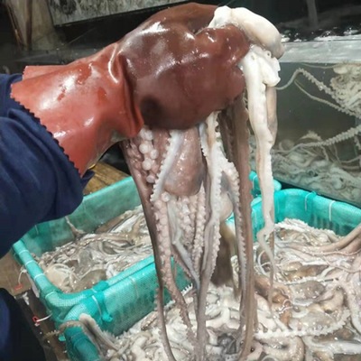 Headshot octopus octopus Fresh Legs Octopussy octopus octopus Octopus Manufactor Direct selling Independent