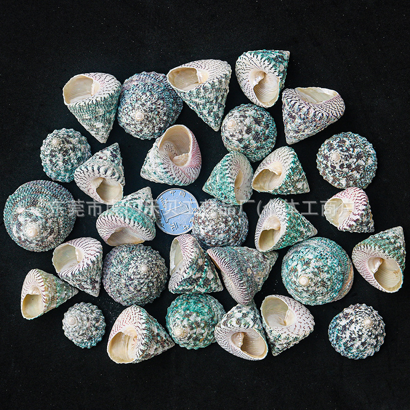 Concha Daquan natural con cera de pescado, materiales decorativos mediterráneos DIY al por mayor