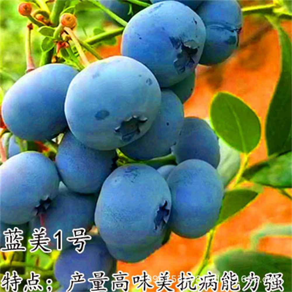 Рассада черники Фрукты Рассада во дворе Посадка Очень большая рассада плодов черники Балкон Рассада черники в горшке Итоги года